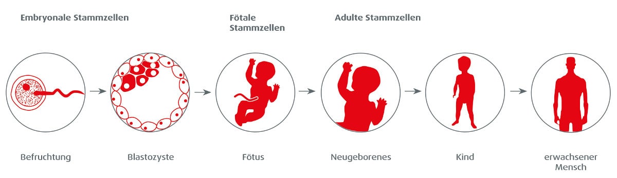 Arten und Aufgaben von Stammzellen
